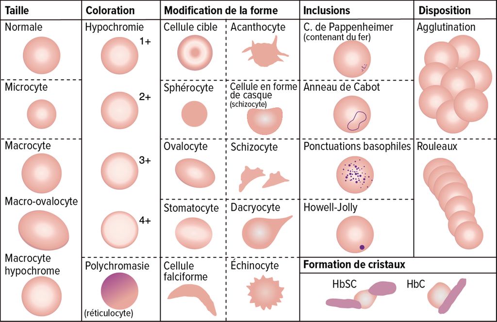 Interprétation de la formule sanguine au microscope - Contenu en